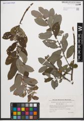 Foto von Salix cinerea L.